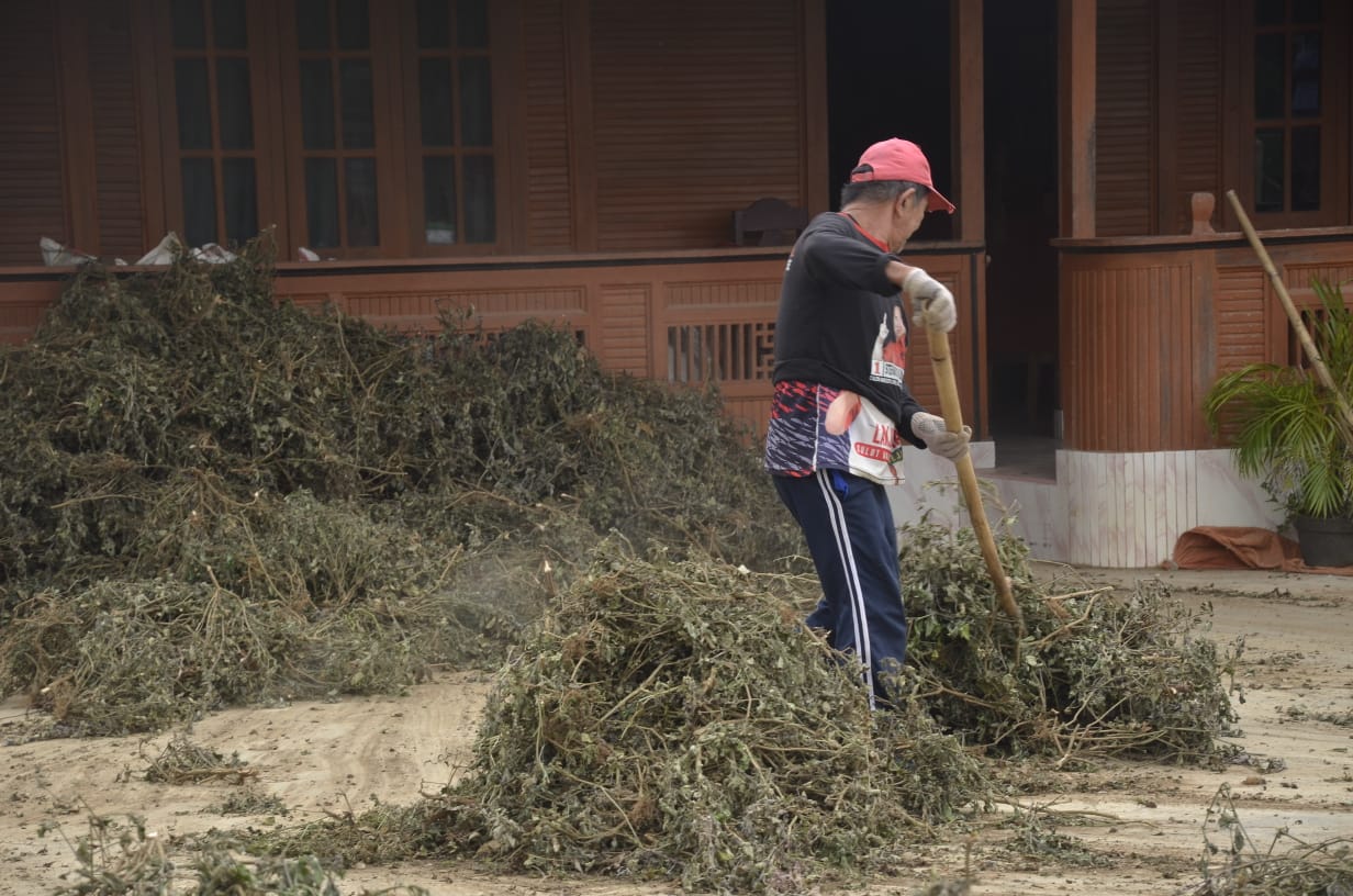 Pengeringan Daun Nilam 