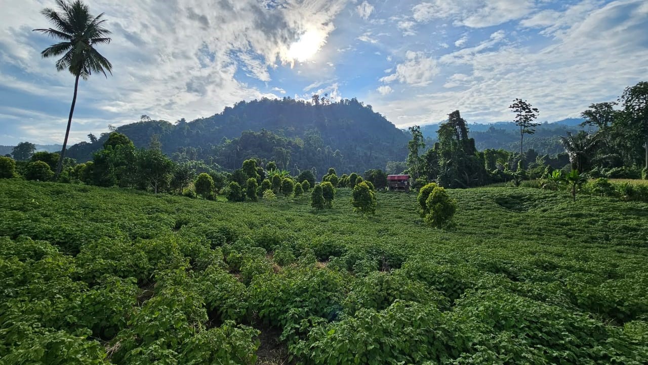 Kebun Nilam